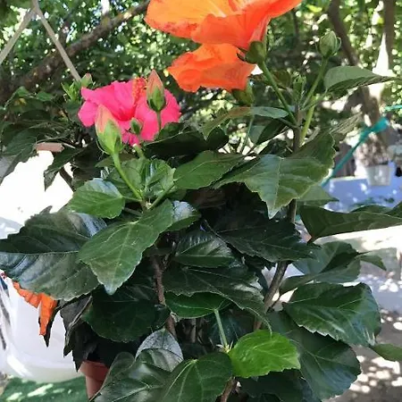 לינה וארוחת בוקר 